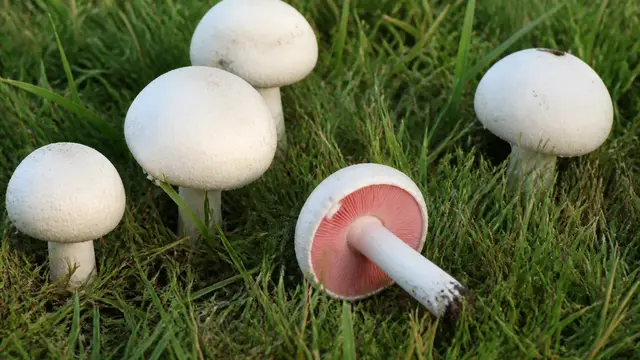 White field mushrooms in short grazed pasture grass, one tipped over showing bright pink gills