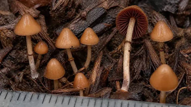 Tiny fool's conecap mushrooms with cinnamon caps and slender ringed stems among wet wood chips