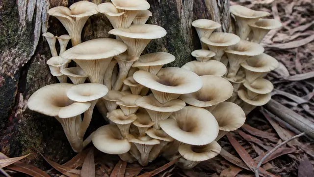 A cluster of pale cream ghost fungus caps on a eucalyptus stump in daylight, with crowded gills running down the stems