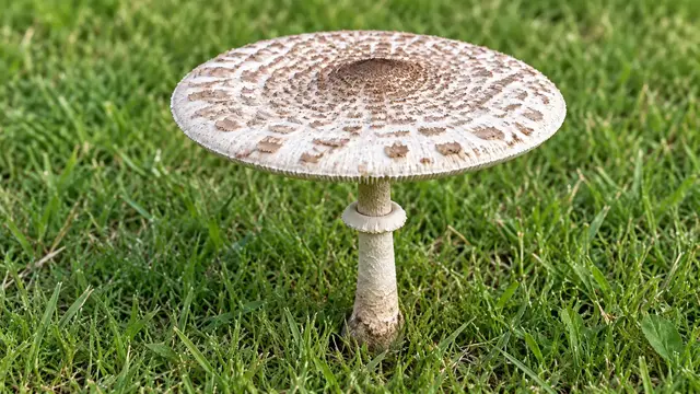 A large white green-spored parasol with brown cap scales and a ringed stem growing in mown grass