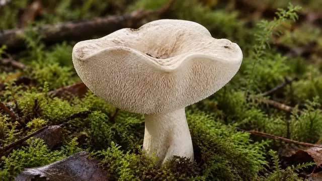 Hedgehog mushroom growing in green moss with an irregular creamy white cap and thick off-center white stem