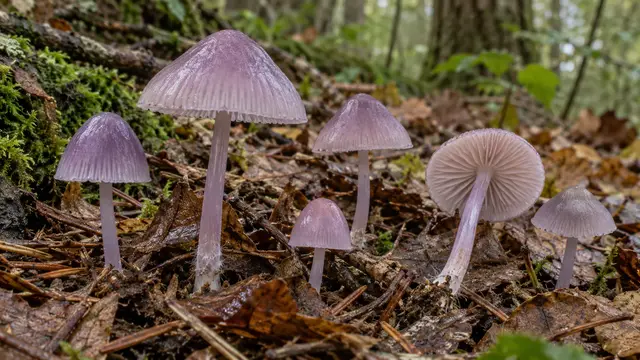 Lilac bonnet mushrooms with striate violet-gray caps and slender stems in woodland leaf litter