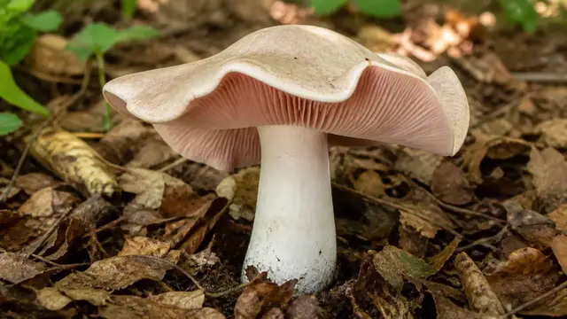 Livid pinkgill with a large pale lobed cap, salmon gills, and ringless stem in broadleaf litter