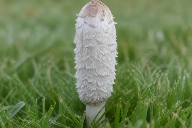 Young shaggy mane mushroom standing in mown lawn grass with a tall white cylindrical shaggy cap