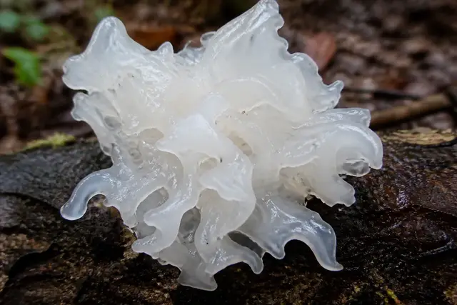 Tremella snow fungus growing from a fallen hardwood branch as a dense rosette of thin translucent white frilled lobes