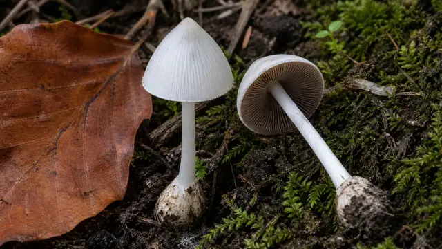 Tiny white fibrecap with a pointed silky cap and slender ringless stem beside moss and a beech leaf
